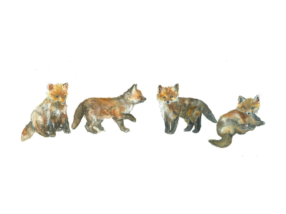 Fox Cubs