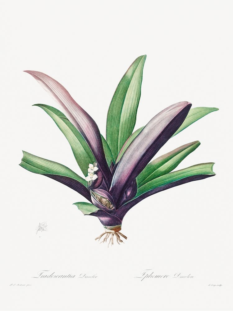 Tradescantia Discolor, Pierre Joseph Redouté