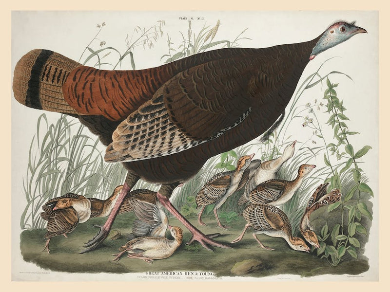 Great American Hen And Young, Birds Of America, John James Audubon