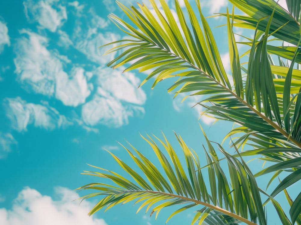 Palm Tree Against Blue Sky 5