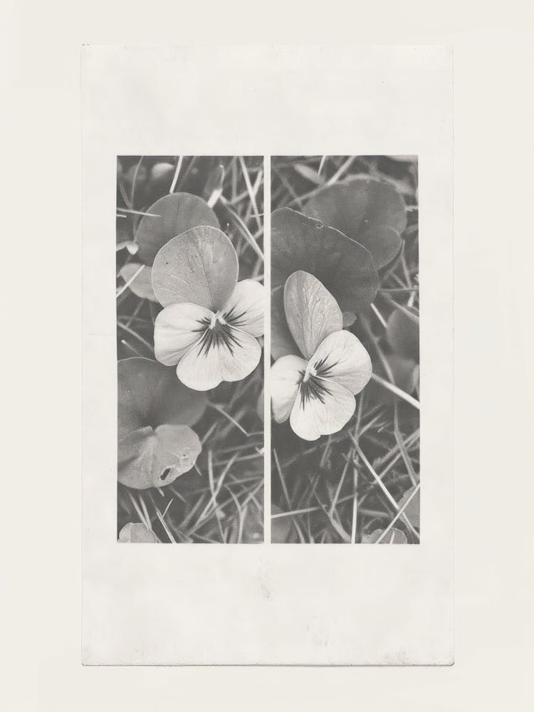 Pansy Flower Photo Collage 1