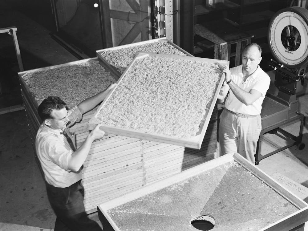 Emptying Dehydrated Cabbage Into Hopper, Western Regional Agricultural Research Laboratory, Albany, California