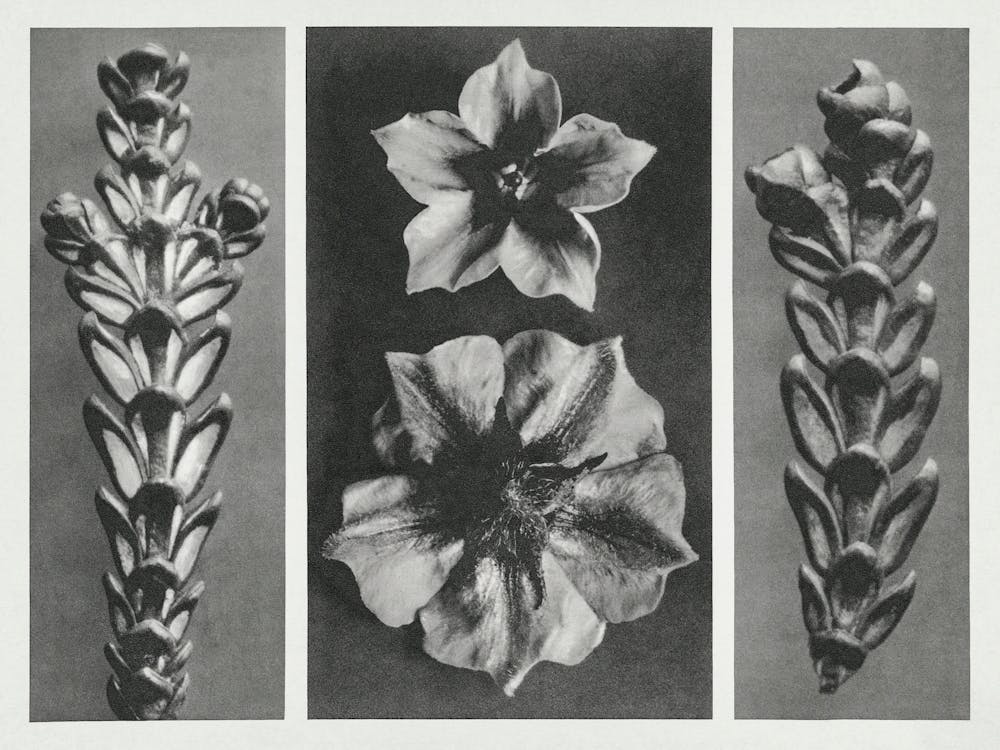 Thujopsis Dolabrata And Solanum Tuberosum (Potato), Karl Blossfeldt
