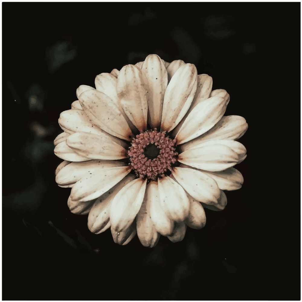 Daisy Canvas Print
