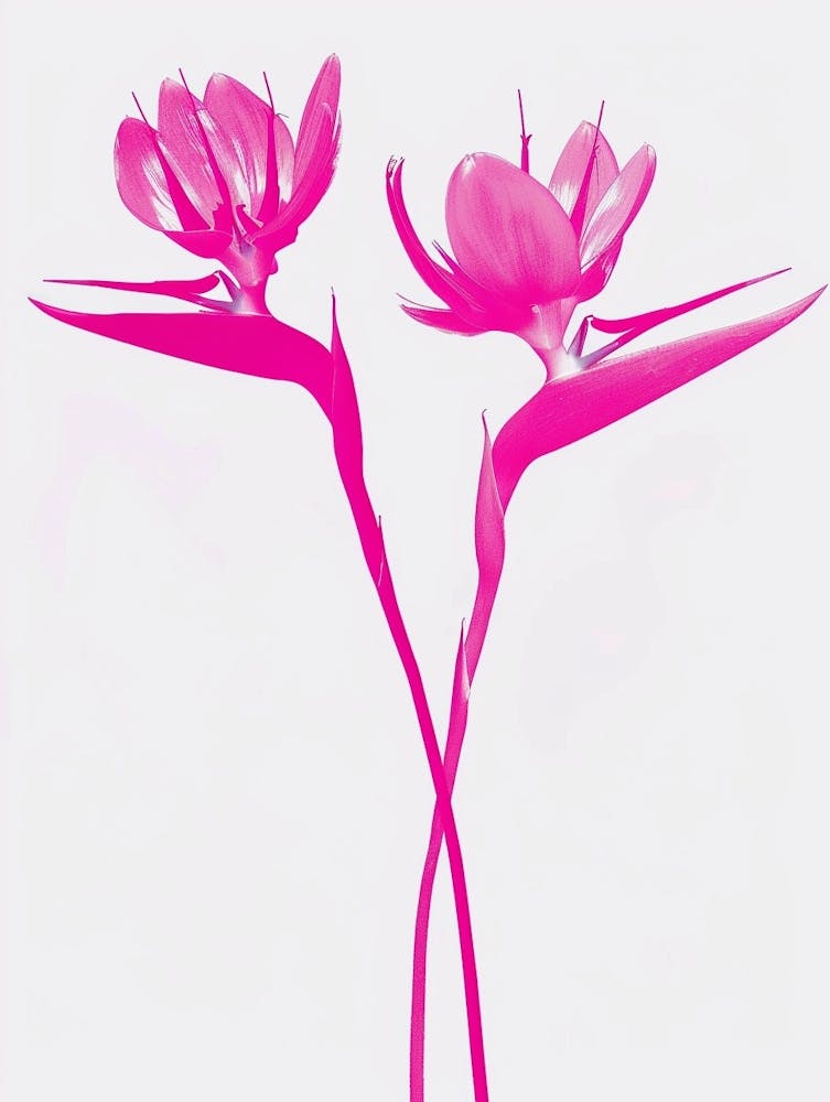 Hot Pink Bird Of Paradise 2