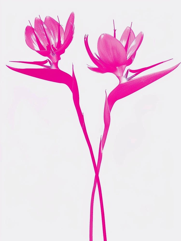 Hot Pink Bird Of Paradise 2