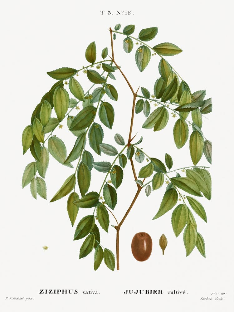 Jujube, Ziziphus Sativa, Pierre Joseph Redoute