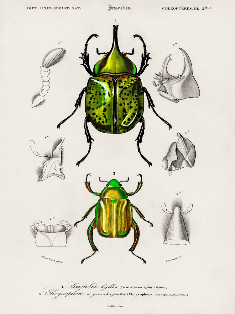 Chrysina Macropus And Eastern Hecules Beetle, Charles Dessalines D'Orbigny