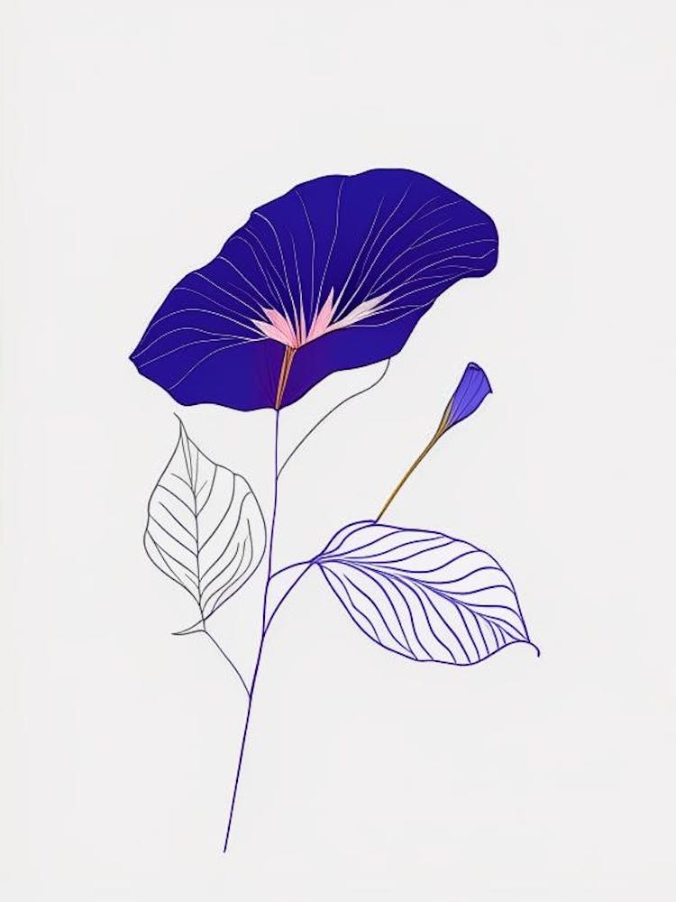 Morning Glory Floral Minimal Line Drawing 1 Flower