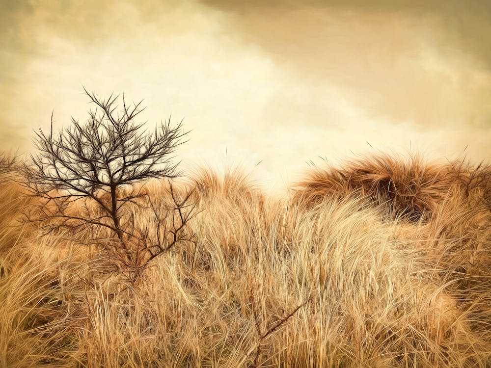 Sand Dunes Observations