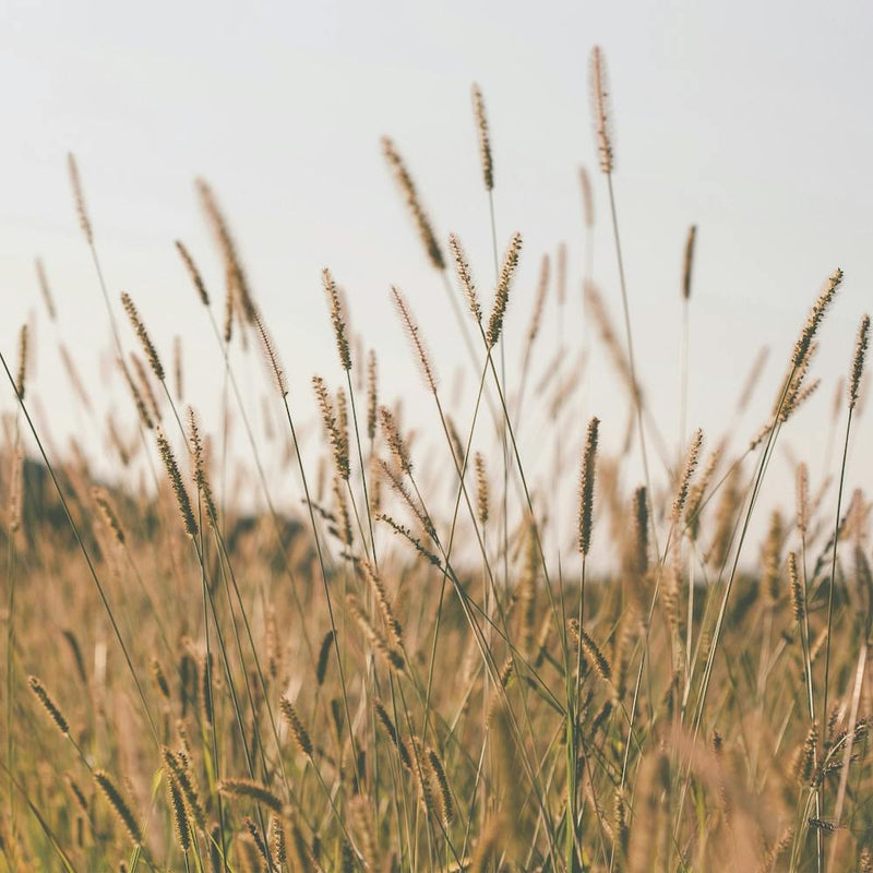 Sunrise Field Scenery Square