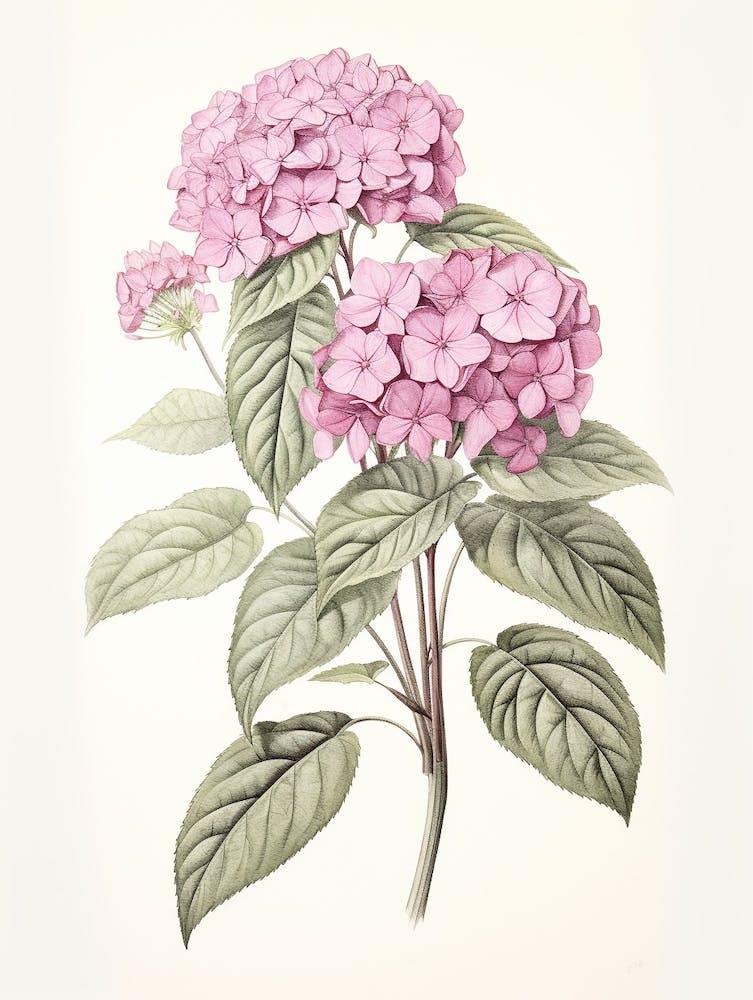 Ajisai Hydrangea 1 Vintage Japanese Botanical