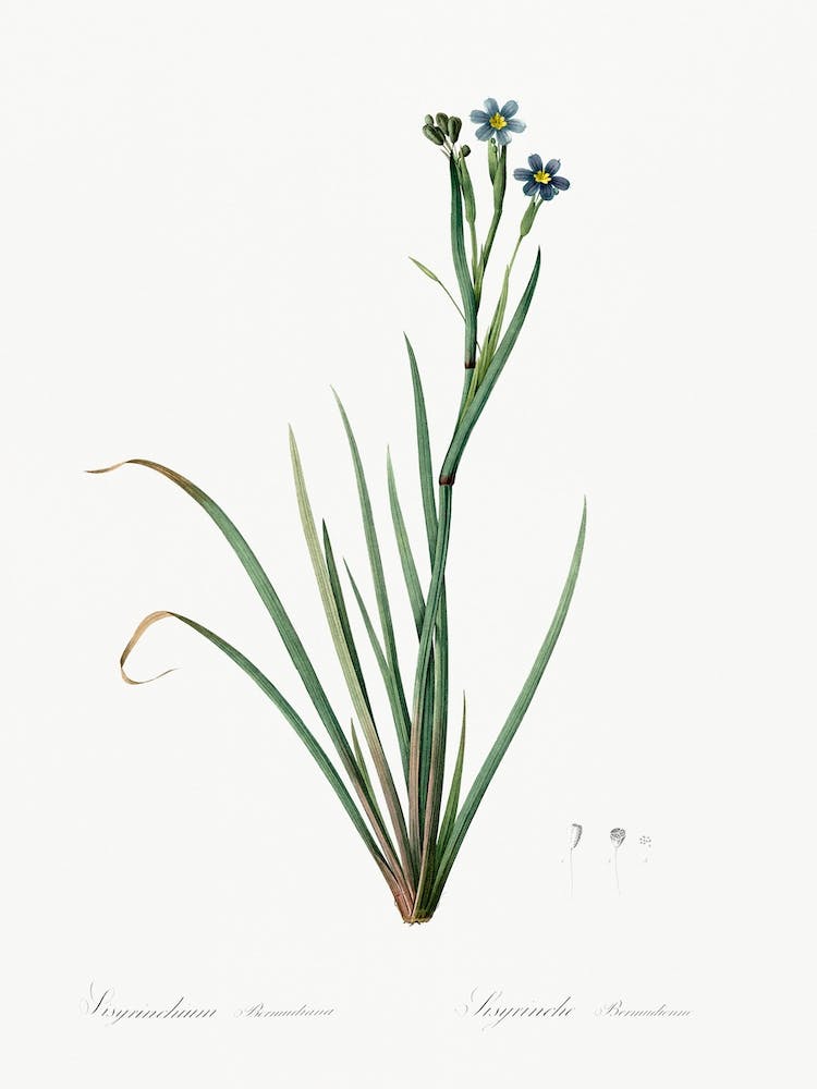 Bermudiana Illustration From Les Liliacées, Pierre Joseph Redouté