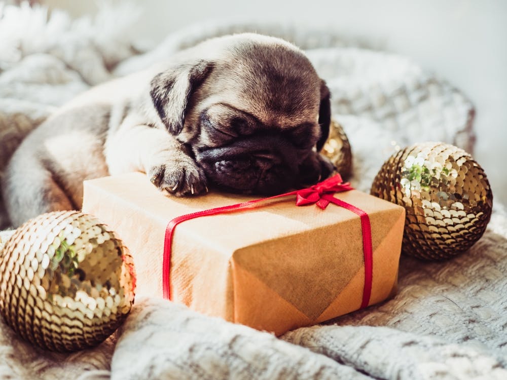 Pug Puppy Sleeping On Christmas Present