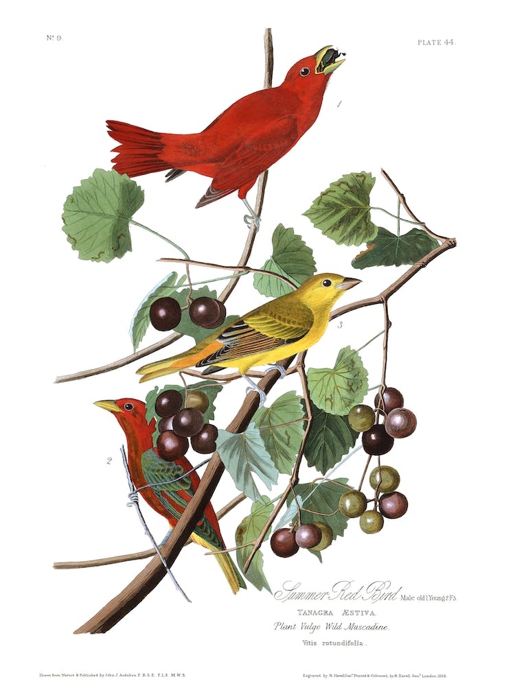 Oiseau Rouge d'Été