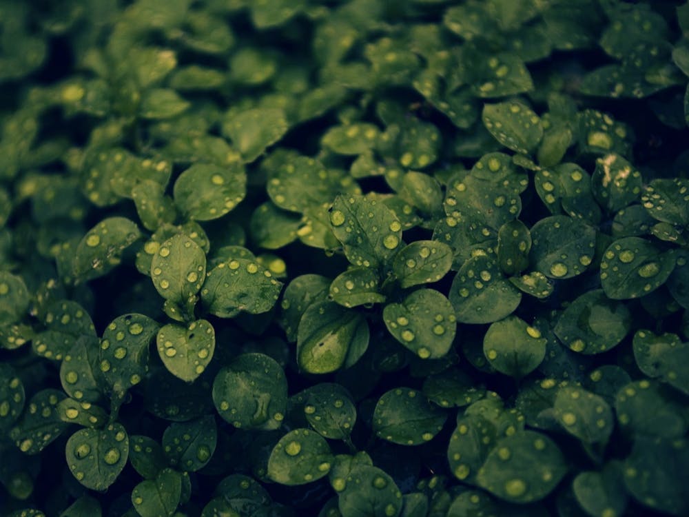 Water Droplets On Green Leaves