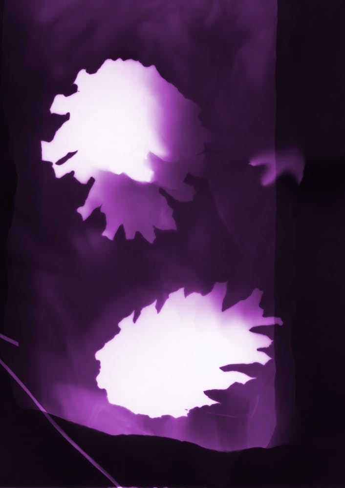 Purple Pine Cones Botanical