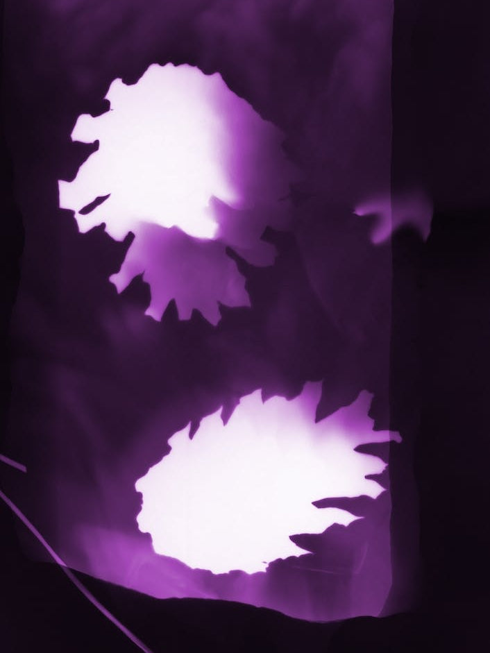 Purple Pine Cones Botanical