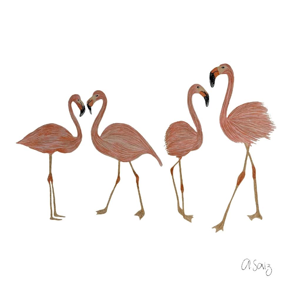 Flamingos. 1