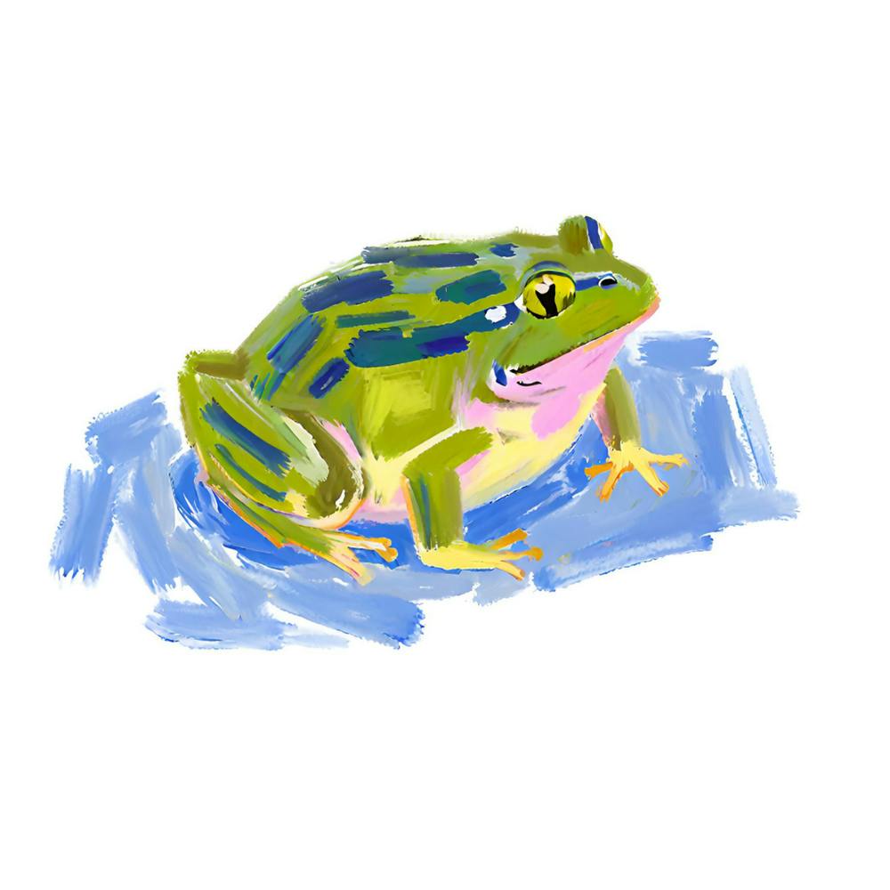 American Bullfrog 07