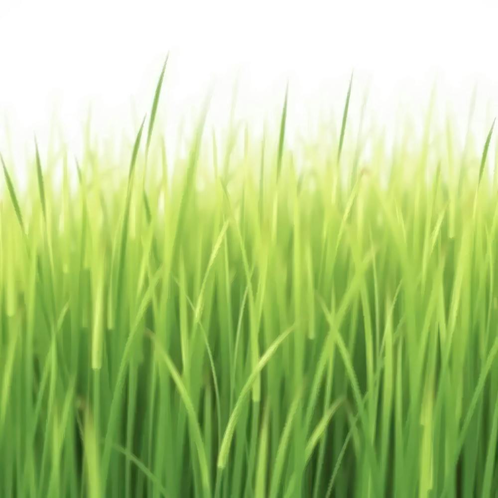 Green Grass 1