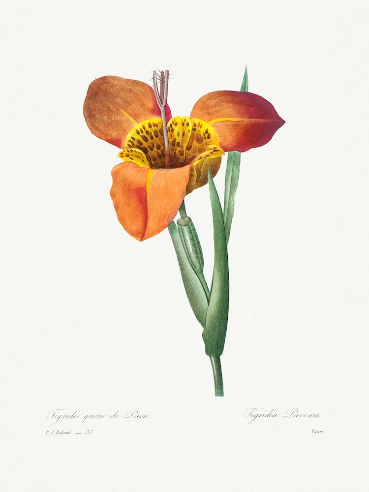 Mexican Shell, Pierre Joseph Redouté