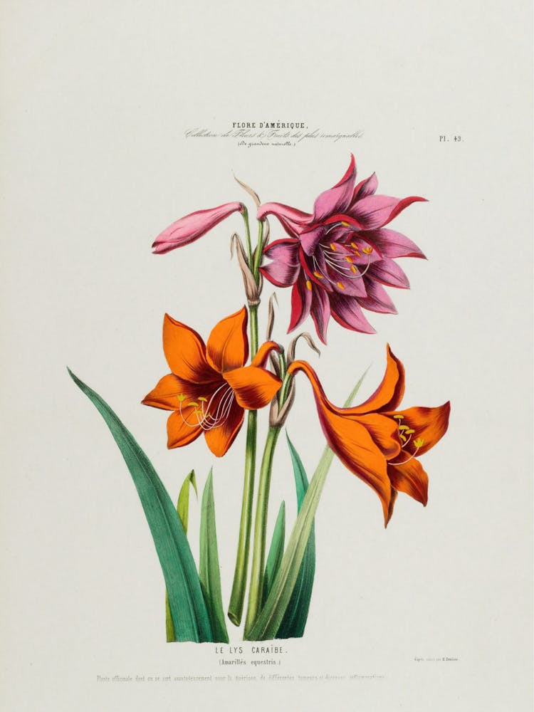 Lily Of The Valley 11