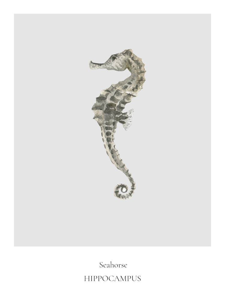 Seahorse