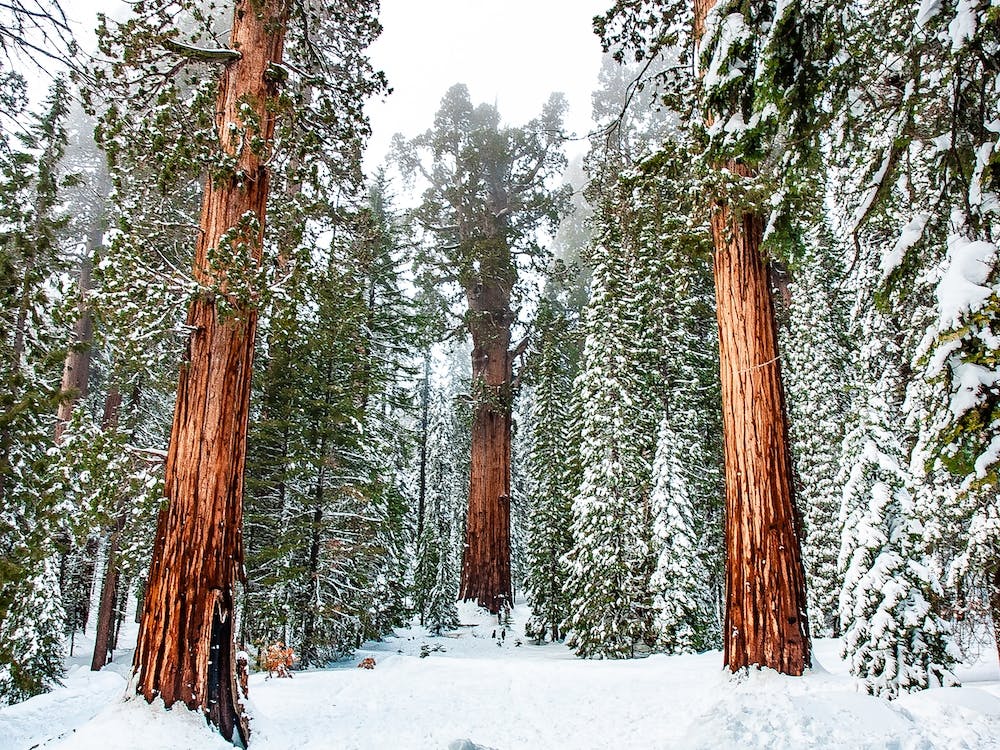 Giant Sequoia Forest