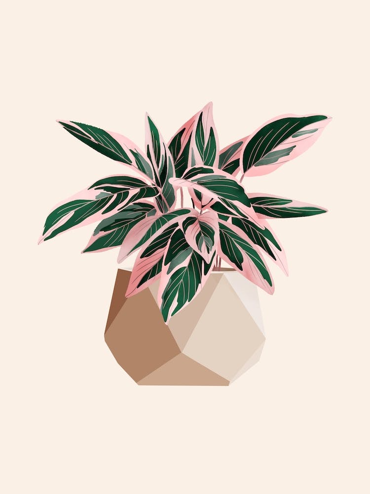 Calathea Stromanthe Triostar 2