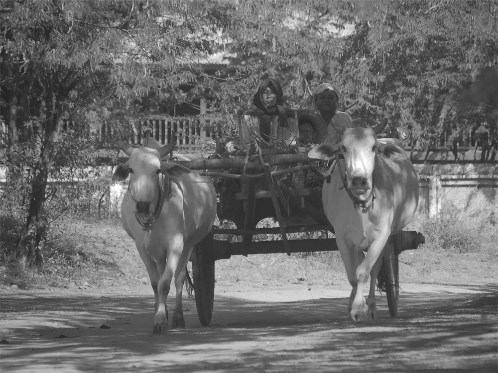 Oxen Pulling Cart in Myanmar, Black & White