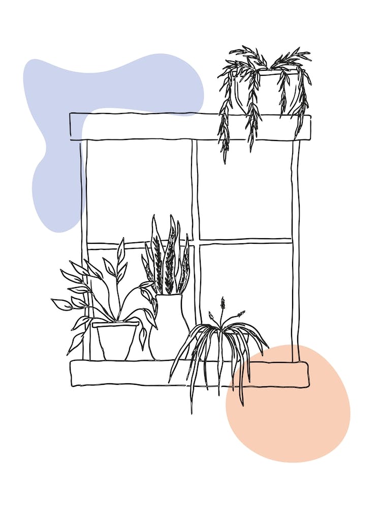 Window Plants 2