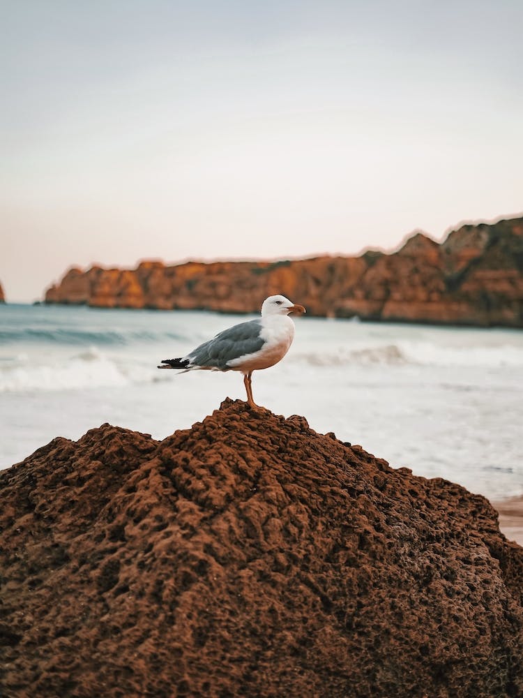 Seagull On Boulder