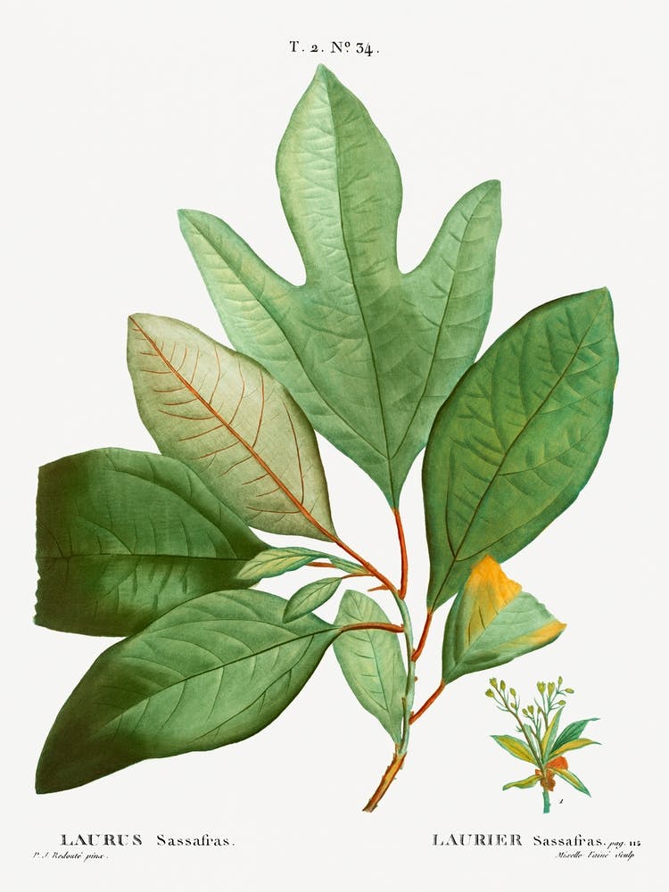 Laurels, Pierre Joseph Redoute
