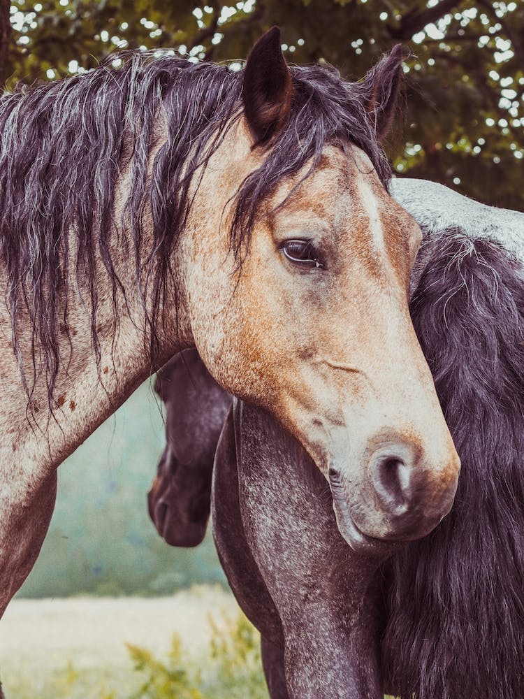 Two Horses In A Field 1