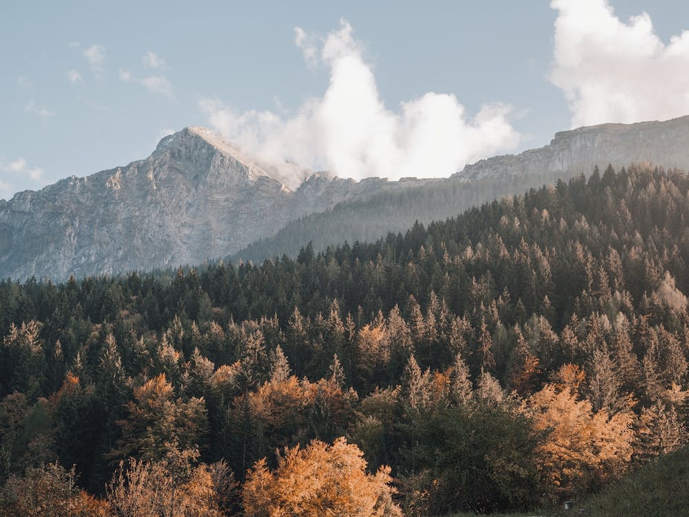 Autumn Mountain Forest