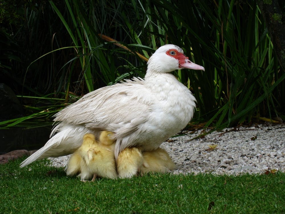 Mother Duck With Ducklings