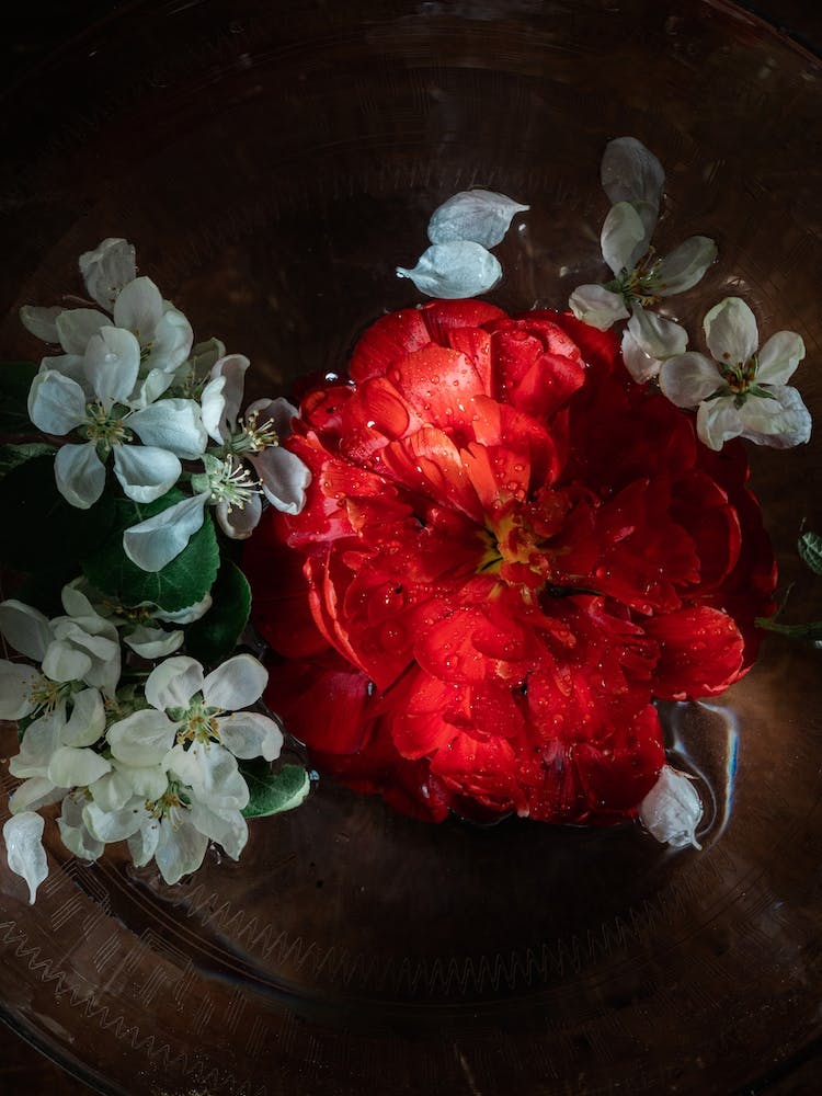 Red Peony
