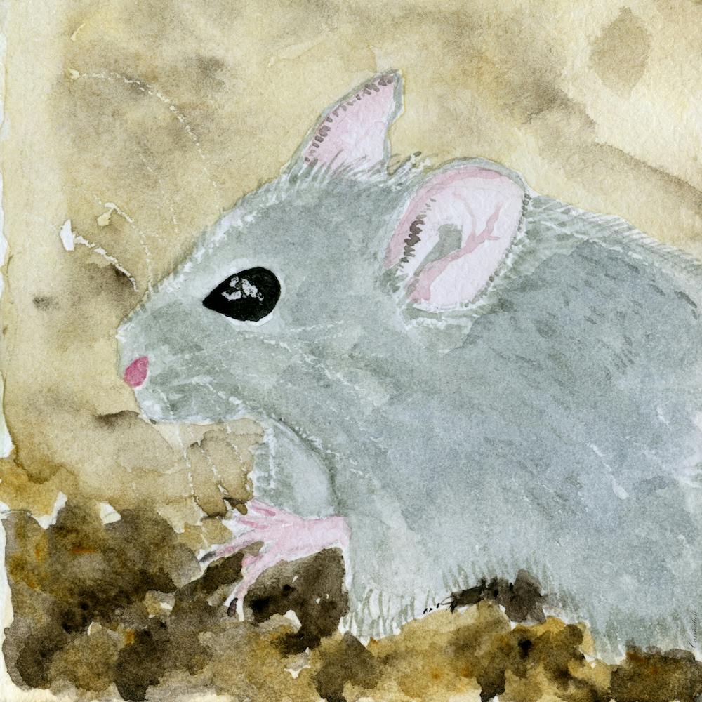 Graue Maus Aquarellmalerei