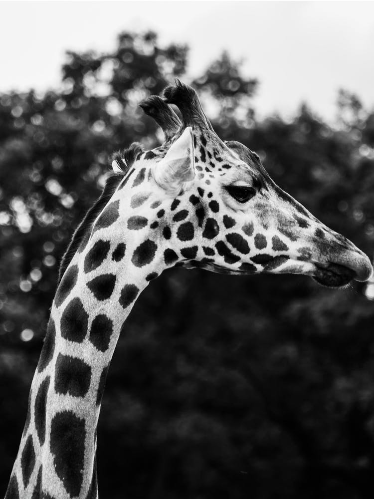 Wild Giraffe 1 Bw