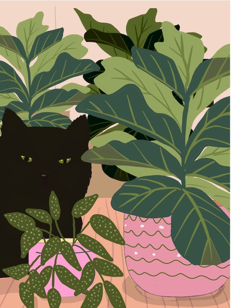 Black Cat And Pink Pot
