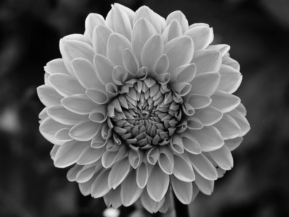 Dahlia