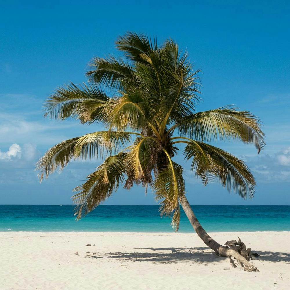 Imagenes De Una Palmera De Playa (1)