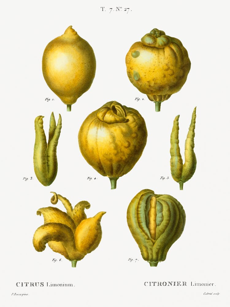 Lemon, Pierre Joseph Redoute 1