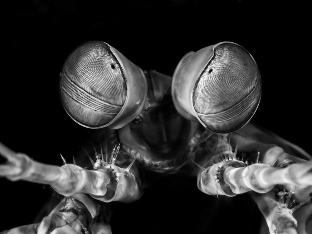Black And White Portrait Of A Fly
