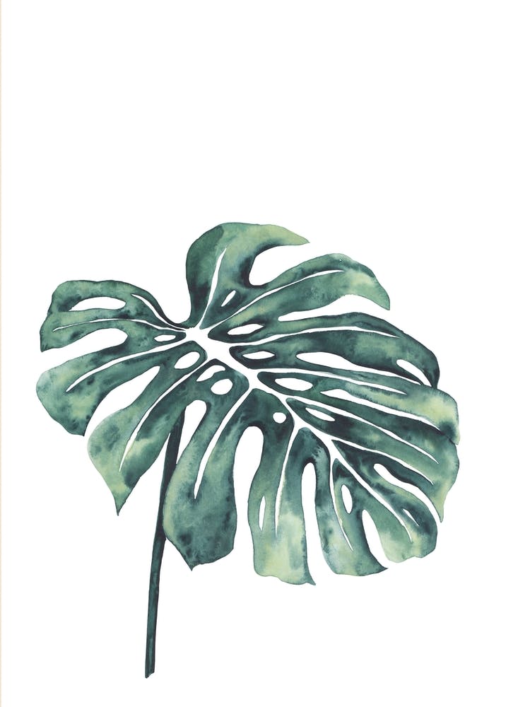 Monstera Leaf 2