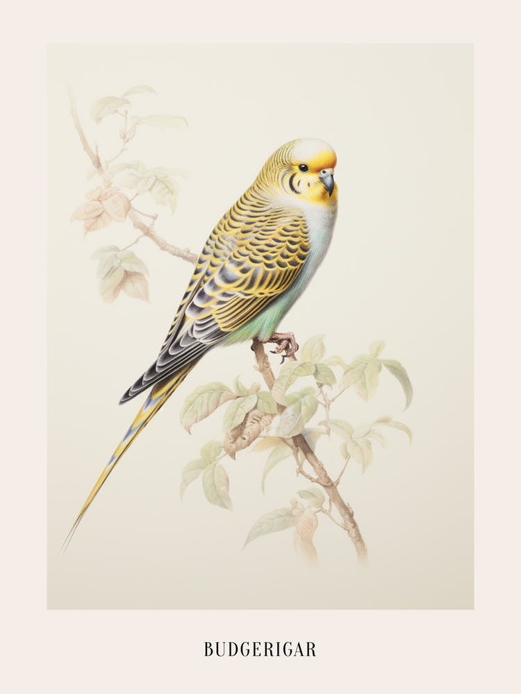 Vintage Bird Drawing Budgerigar 3 Poster