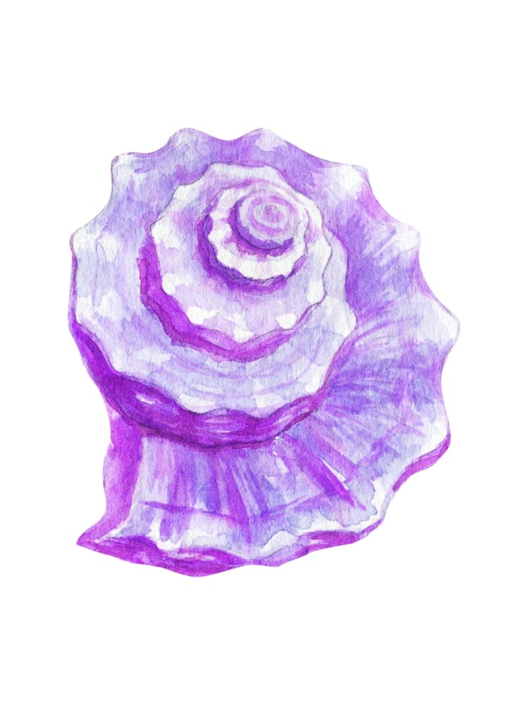 Purple Seashell