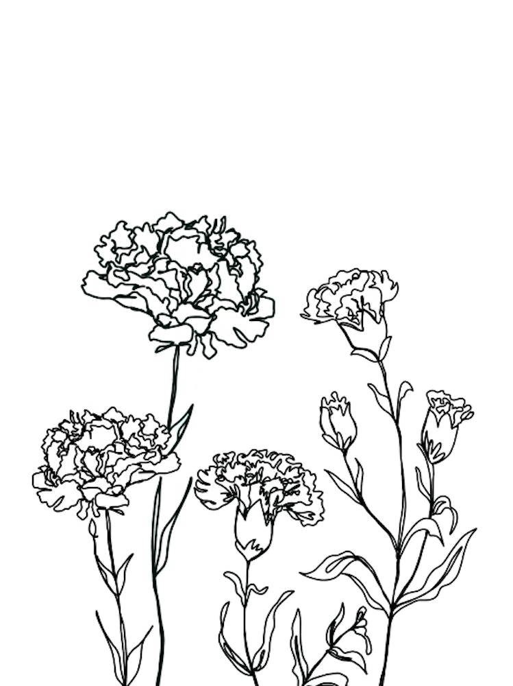 Carnation Drawing