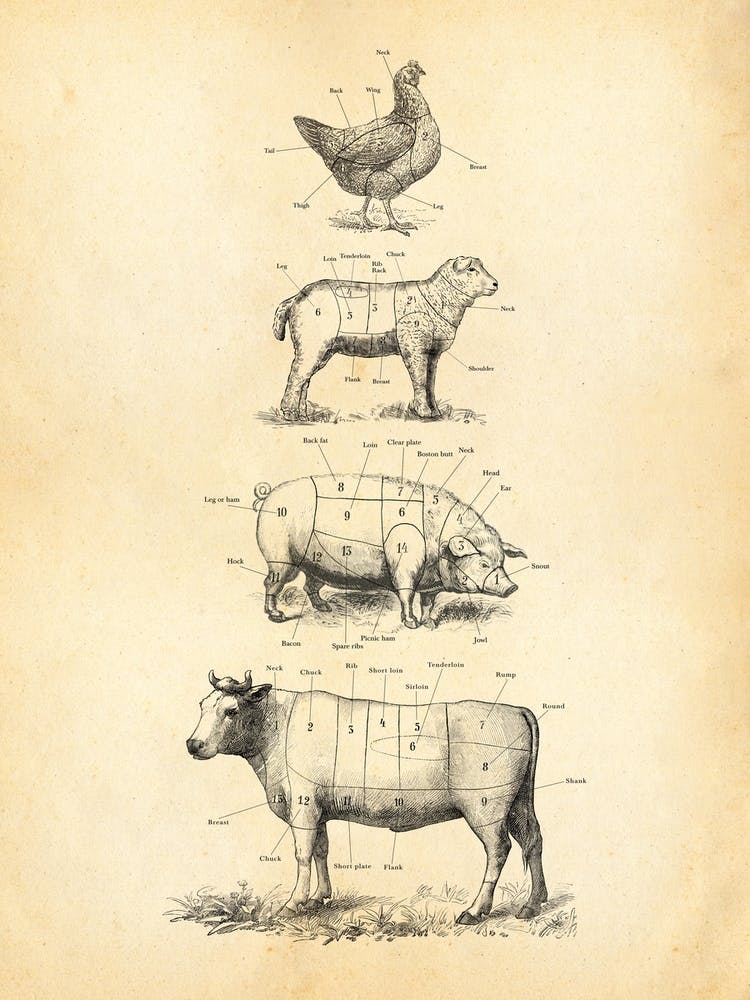 American Butcher Charts Cow Lamb Poultry Pork